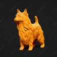 666-Australian_Terrier_Pose_03.jpg Australian Terrier Dog 3D Print Model Pose 03