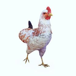 FFF.jpg CHICKEN - DOWNLOAD CHICKEN 3d Model - animated for Blender-Fbx-Unity-Maya-Unreal-C4d-3ds Max - AND 3D Printing HEN HEN CHICKEN hen, chicken, fowl, coward, sissy, funk -BIRD -  POKÉMON - GARDEN