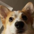 IMG_20180913_222822_813.jpg Cookie Cutter Nessie the Corgi