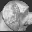 5.jpg Spaniel Cavalier dog head for 3D printing