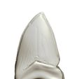 01.jpg Megalodon tooth