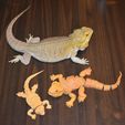 DSC_0357.jpg Flexible Bearded Dragon Multiple Designs