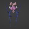 4.png 3D Model of Brain Stem and Cranial Nerves