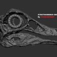 STRUT-IMG.jpg Dinosaur skull -  Struthiomimus altus