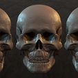 Highly-Detailed-Human-Skull-007.jpg Highly Detailed Human Skull