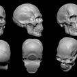 skullviewsed.jpg Skull Head