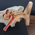 20231028_022139.jpg Parties de l'anatomie de l'oreille