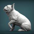 French-Bulldog2.jpg French Bulldog 3D print model