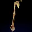 sig3.jpg Upper limb arteries axilla arm forearm 3D model