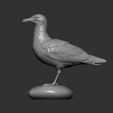 gull5.jpg Herring gull 3D print model