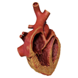 split_obese_004.png Anatomical human obese heart in cross section