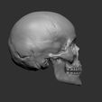 petes-skull-screenshot-3.jpg Pete's skull with seperate jaw