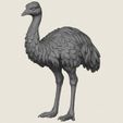 Emu-Bird-01.jpg エミュー・バード