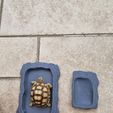 20210803_075607.jpg Reptile Tortoise Dish