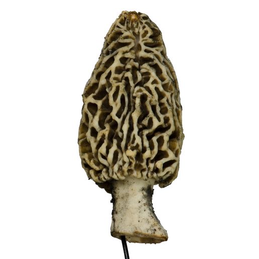 morel5-3.jpg morel #5