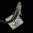 zander-trophy-20.png zander / pikeperch / Sander lucioperca fish in motion trophy statue detailed texture for 3d printing