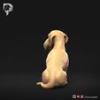 Dachshund-Wire-Haired-Pose-06-Dog-3D-Print-6s.jpeg Teckel à poil dur Pose 06