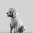 poodles-8.jpg Toy Poodle / Poodle