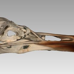 GullSkull.jpg STL-Datei Schädel einer Silbermöwe (Larus argentatus) kostenlos・3D-druckbares Modell zum herunterladen