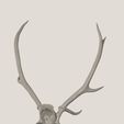agancs3.jpg Antler of a deer 3D SCAN 3D print model