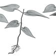 Seed_Wireframe_2.png Process Of Seed Germination