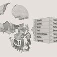 wf2.jpg Skull bones colored separable labelled
