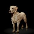 Labrador-Retriever01.jpg Labrador Retriever- STL & VRML COLOR FORMAT !- DOG BREED - SITTING POSE - 3D PRINT MODEL