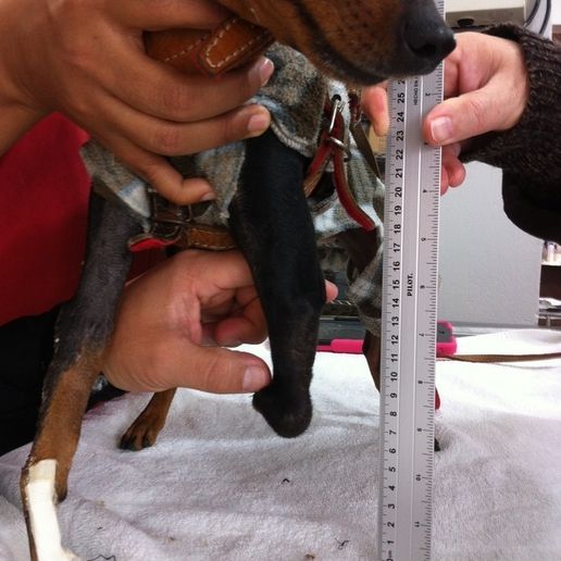 2015-01-08_10.47.29_display_large.jpg Forelimb prosthetics