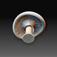 Mushroom 3.jpg Mushroom