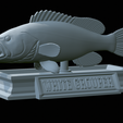 White-grouper-open-mouth-statue-54.png fish white grouper / Epinephelus aeneus open mouth statue detailed texture for 3d printing