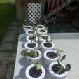 IMG_3224.jpg 🌱 Mason Jar Plant Propagation Insert