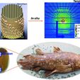 Coelacanth-Fish-Design.jpg Coelacanth Fish Scale Design