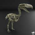 Kelenken-skeleton-1.png Kelenken guillermoi - terror bird skeleton 3D print model