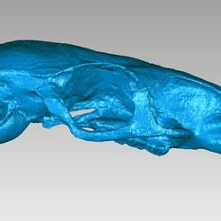 Skull.jpg STL-Datei Schädel einer laotischen Felsenratte (Laonastes aenigmamus) kostenlos・3D-Druck-Vorlage zum herunterladen