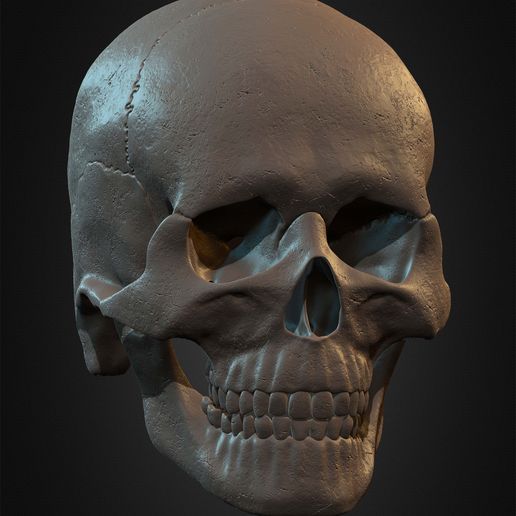 Highly-Detailed-Human-Skull-012.jpg Highly Detailed Human Skull