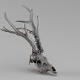 Render_01_030008.jpg 001715 Rehschädel - 3D-Rohscan