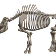 3.png Coelodonta - elasmotherium : Complete skeleton
