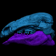2.png Edmontonia Skull