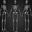 Female-Human-Skeleton-3D-Model-sculpted-by-Yacine-BRINIS-005.jpg Highly Detailed Human Skeleton (Female)