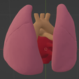 2.png 3D Model of Transposition of the Great Arteries Open Duct