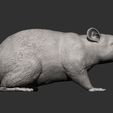 rat11.jpg Rat 3D print model
