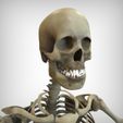 Skull_View.jpg Human Skeletal System