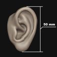 8.jpg Human ear
