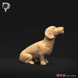 Dachshund-Miniature-Wire-Haired-Pose-05-Dog-3D-Print-2s.jpeg Dachshund Miniature Wire Haired Pose 05