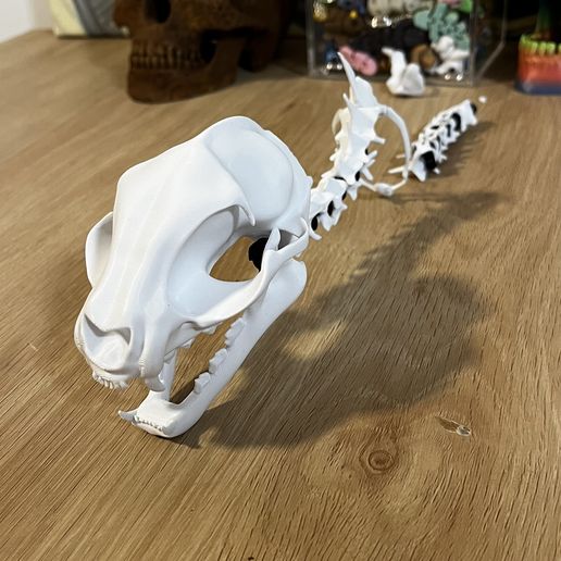 IMG_1679.jpeg Cat Skeleton [Articulated]