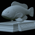 White-grouper-statue-29.png fish white grouper / Epinephelus aeneus statue detailed texture for 3d printing