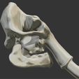 04.png 3D mammoth skull