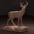 front-deer.png Archivo 3D Ciervo de cola blanca・Diseño imprimible en 3D para descargar