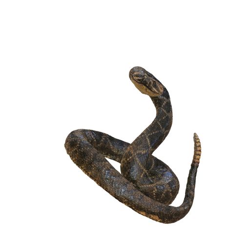 🐍 SNAKE TOAD AMPHIBIAN REPTILE COBRA PYTHON VIPER ANIMAL ANATOMY