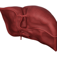 liver_003.png Anatomical Liver Model